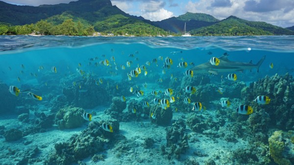 Beautiful underwater environment with sailboats above the water.