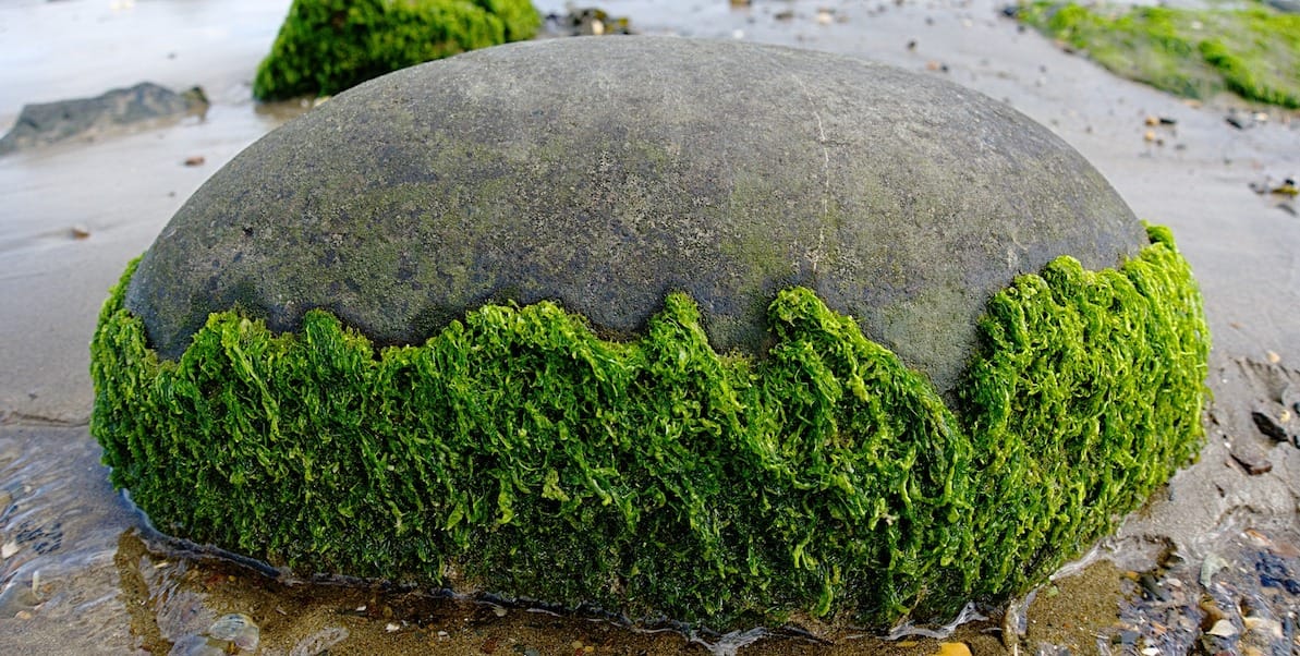 Featured image for “Could Algae Save the World?"